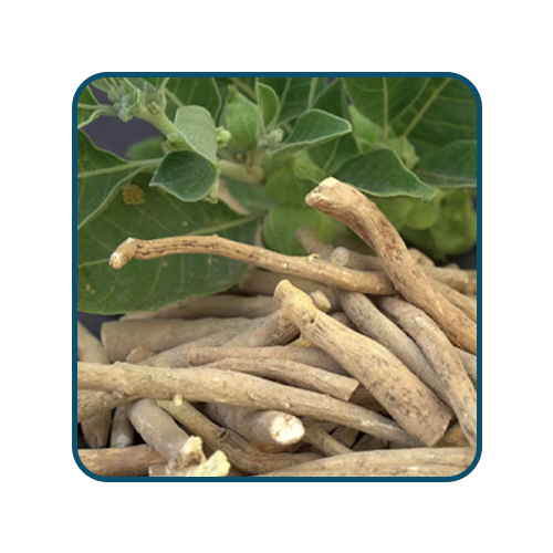 Indian Ashwagandha